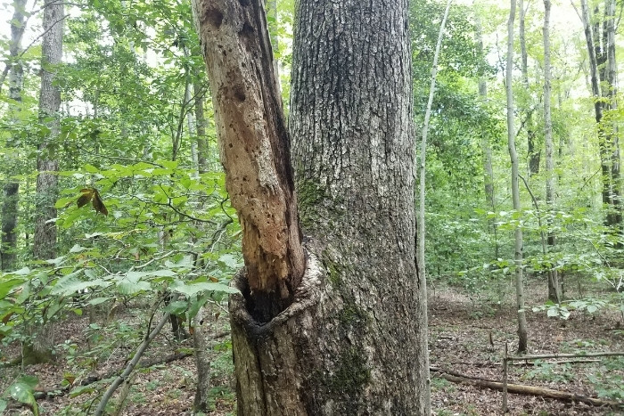 Be Aware of Rotten Branches