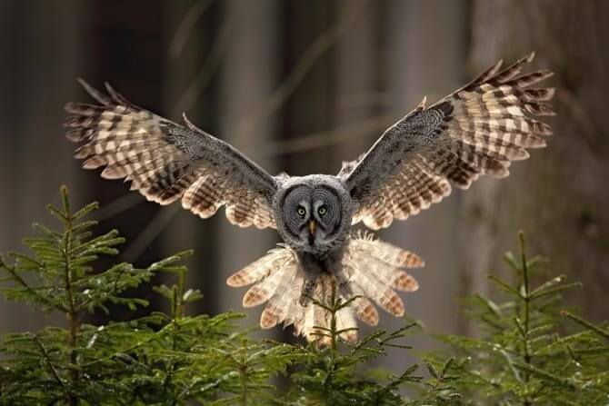 wildlife photography is a great camping activity